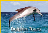 Florida Dolphin Tours